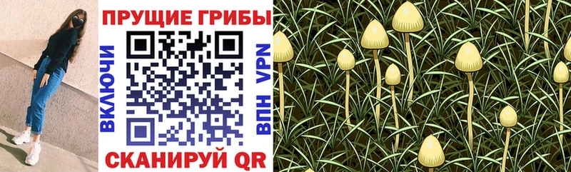 Купить  Омутнинск  Галлюциногенные грибы Cubensis 